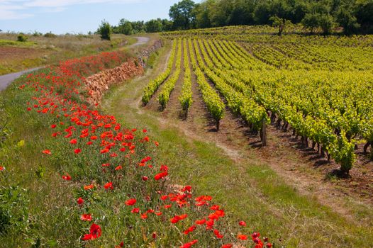 bagnols,rhone,france