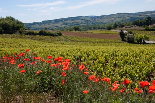 bagnols,rhone,france