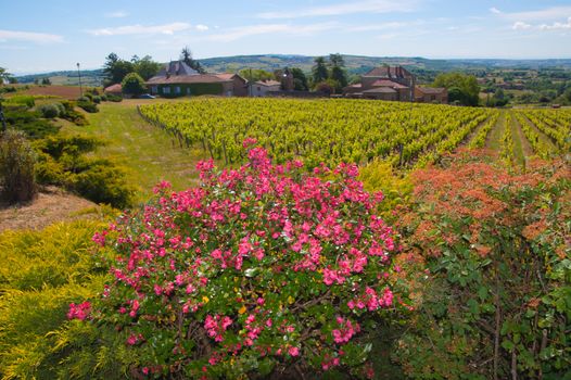 bagnols,rhone,france