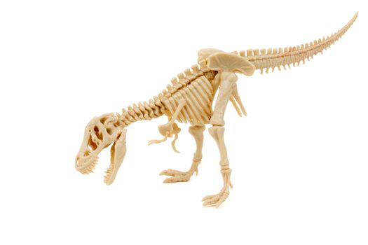 Dinosaur T-Rex Skeleton on a white background