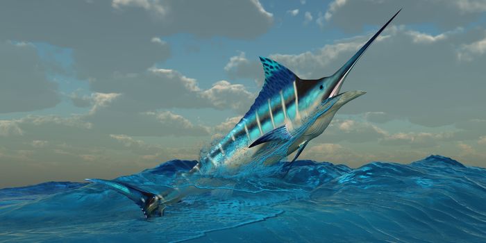 The Blue Marlin is a predator and is a favorite game fish with deep sea anglers.