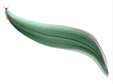 Pikaia is an extinct Burgess shale animal that lived in the Cambrian Period of British Columbia, Canada.