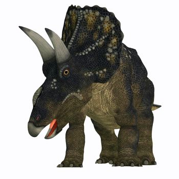 Nedoceratops is a herbivorous ceratopsian dinosaur that lived in the Cretaceous Period of Wyoming, North America.
