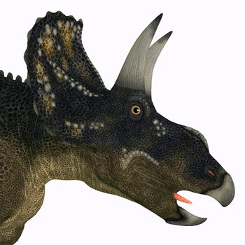 Nedoceratops is a herbivorous ceratopsian dinosaur that lived in the Cretaceous Period of Wyoming, North America.
