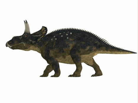 Nedoceratops is a herbivorous ceratopsian dinosaur that lived in the Cretaceous Period of Wyoming, North America.