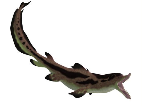 Edestus is a prehistoric shark that lived in the Carboniferous Period of England, Russia and North America.