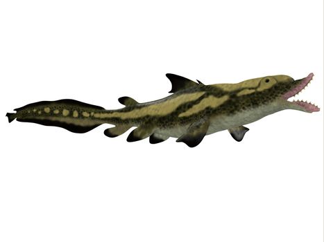 Edestus is a prehistoric shark that lived in the Carboniferous Period of England, Russia and North America.