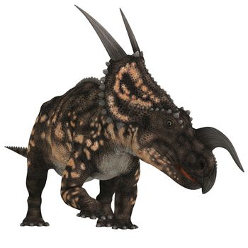 Einiosaurus was a herbivorous ceratopsian dinosaur that lived in the Cretaceous Age of Montana, North America.