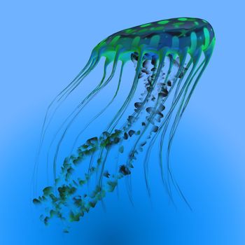 The jellyfish is a predator of the oceans and feeds on small fish and zooplankton.