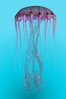 The jellyfish is a predator of the oceans and feeds on small fish and zooplankton. Pelagia noctiluca jellyfish has the ability to glow in the dark.