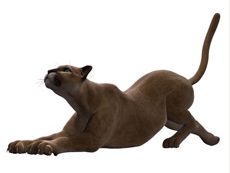 The Puma also called a Cougar or Mountain Lion is an ambush predator and pursues a wide variety of prey.