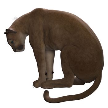 The Puma also called a Cougar or Mountain Lion is an ambush predator and pursues a wide variety of prey.