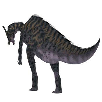 Saurolophus was a Hadrosaur herbivorous dinosaur that lived in Mongolia, Asia in the Cretaceous Period.