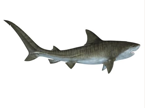 The Tiger shark is a large predatory fish that lives in temperate and tropical ocean waters. 