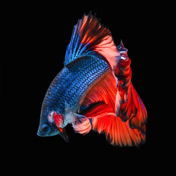 Betta fish, siamese fighting fish, betta splendens  isolated on black background