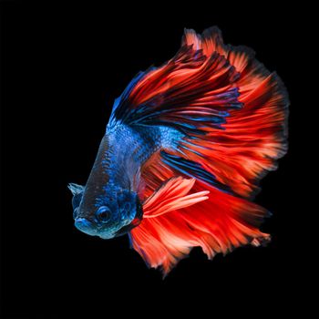 Betta fish, siamese fighting fish, betta splendens  isolated on black background