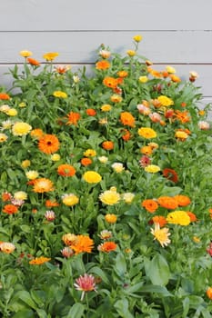 colored marigold garden in the Leningrad region