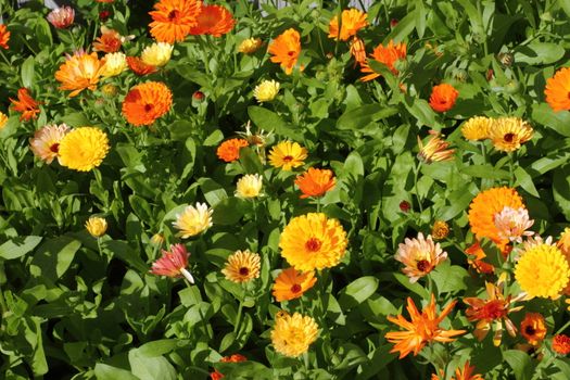 colored marigold garden in the Leningrad region
