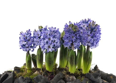 purple hyacinths on wooden structure isolated on white background