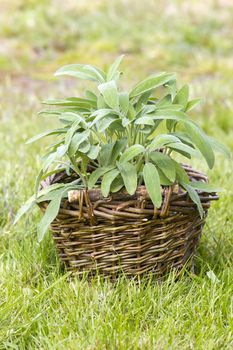 basket with fresh sage in the garden