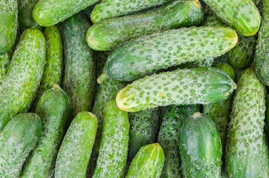 Organic background made of fresh ripe cucumbers