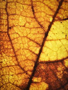 abstract background old orange-brown autumn tree leaf texture