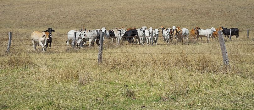 Barb wire fences restrain cows in a paddock in rural Australia