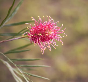One of the typical flower heads of Australian native wildflower Grevillea