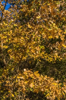 Colorful autumn leaves of the trees. Natural background