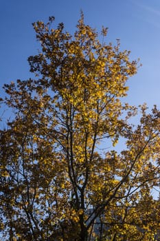 Colorful autumn leaves of the trees. Natural background