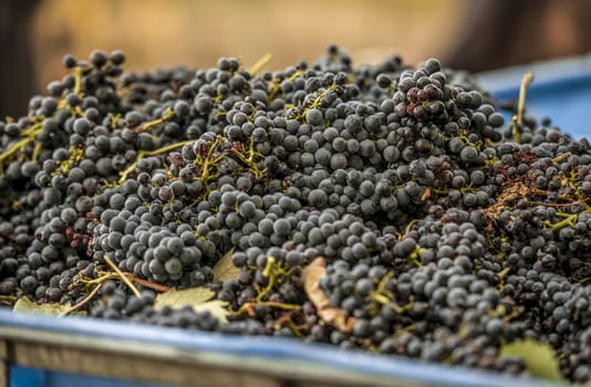 Freshly picked grapes collected in a tub ready to go to the winemaker