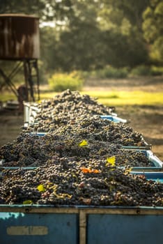 Freshly picked grapes in large bins on the vineyard