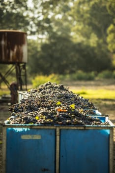 Freshly picked grapes in large bins on the vineyard