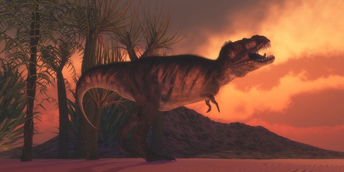 A Tyrannosaurus Rex dinosaur roars to claim his territory as the sun sets on a Cretaceous day in North America. 