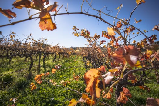 Beautiful orange, red and yellow leaves on the vineyard in autumn