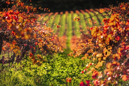 Beautiful orange, red and yellow leaves on the vineyard in autumn