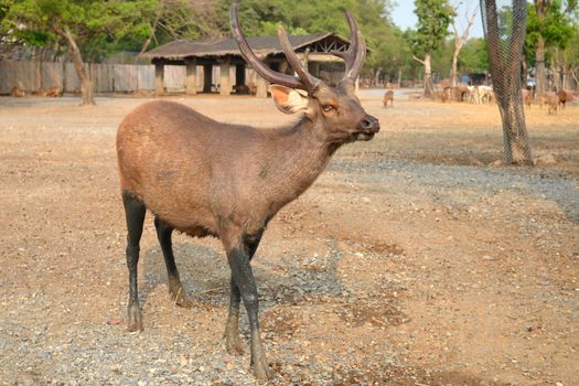 Deer with mud on Legs in the Zoo