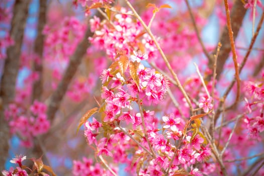 Sakura flowers blooming blossom in Chiang Mai, Thailand, nature background