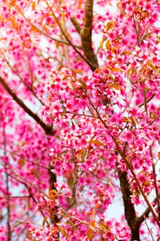 Sakura flowers blooming blossom in Chiang Mai, Thailand, nature background