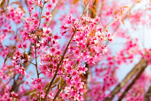 Sakura flowers blooming blossom in Chiang Mai, Thailand, nature background