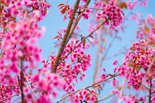 Sakura flowers blooming blossom in Chiang Mai, Thailand, nature background