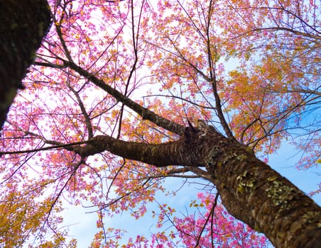 Sakura flowers blooming blossom in Chiang Mai, Thailand, nature background