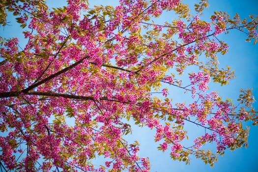 Sakura flowers blooming blossom in Chiang Mai, Thailand, nature background