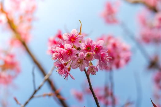 Sakura flowers blooming blossom in Chiang Mai, Thailand, nature background