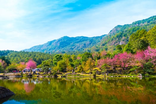 Sakura flowers blooming blossom in Chiang Mai, Thailand, nature background