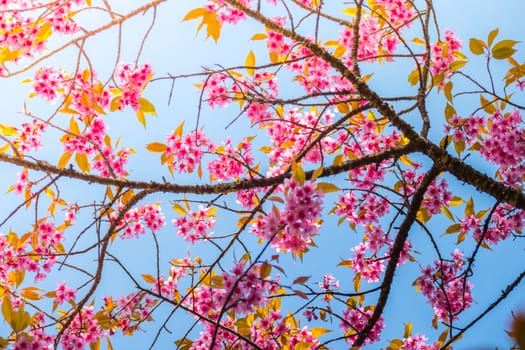 Sakura flowers blooming blossom in Chiang Mai, Thailand, nature background