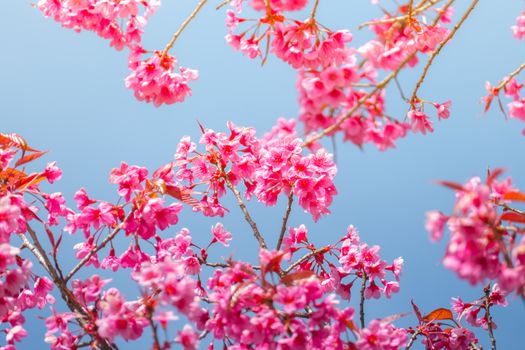 Sakura flowers blooming blossom in Chiang Mai, Thailand, nature background