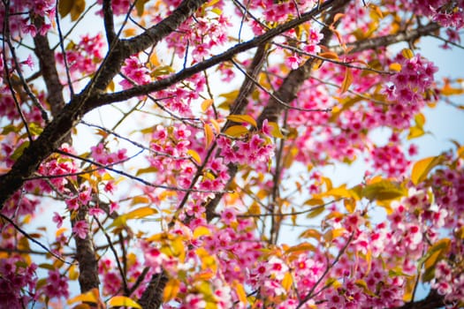 Sakura flowers blooming blossom in Chiang Mai, Thailand, nature background