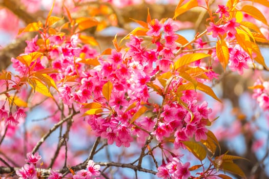 Sakura flowers blooming blossom in Chiang Mai, Thailand, nature background