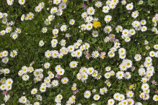 Beautiful daisies field in spring light 

